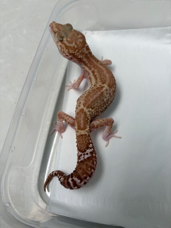 B251746 Black Night Mack Snow RAPTOR