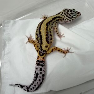 B251973 Gecko Bold Stripe ph RAPTOR betina ovulasi siap kawin B251973 Gecko Bold Stripe ph RAPTOR betina ovulasi siap kawin