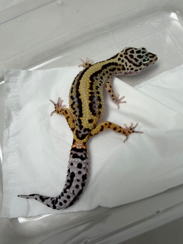 B251973 Gecko Bold Stripe ph RAPTOR betina ovulasi siap kawin