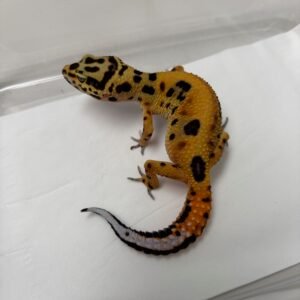 B251987 Gecko Tangerine Stripe het Tremper betina ovulasi siap kawin B251987 Gecko Tangerine Stripe het Tremper betina ovulasi siap kawin