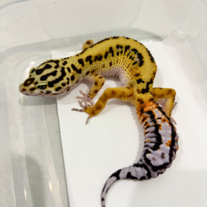B251991 Tangerine Bold Stripe het Tremper B251991 Tangerine Bold Stripe het Tremper