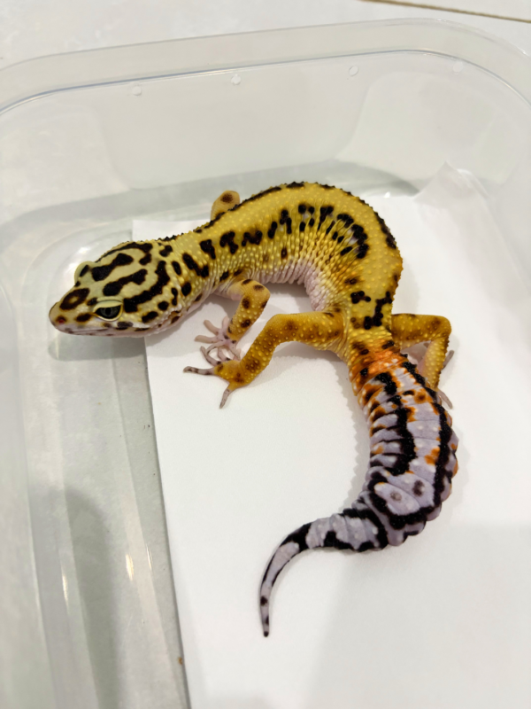 B251991 Tangerine Bold Stripe het Tremper