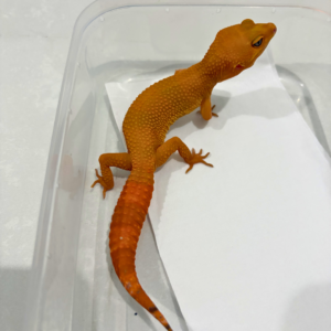 B260149 Gecko Sunglow Tomato betina repjak B260149 Gecko Sunglow Tomato betina repjak