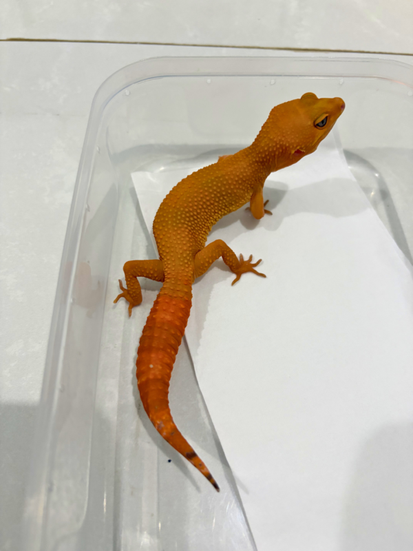 B260149 Gecko Sunglow Tomato betina repjak