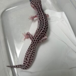 B260153 Gecko Super Snow Black Night het RAPTOR betina line panda B260153 Gecko Super Snow Black Night het RAPTOR betina line panda