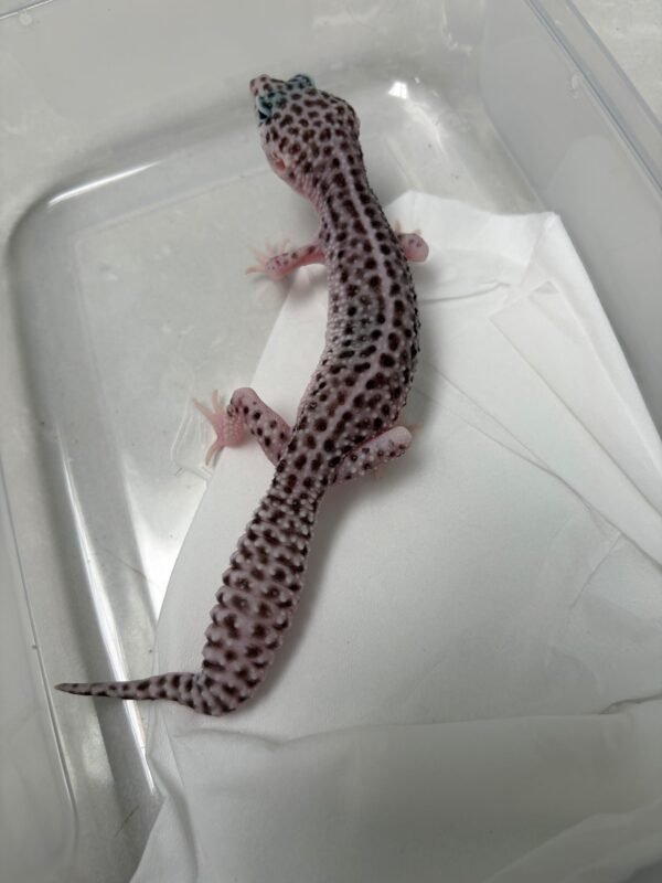 B260153 Gecko Super Snow Black Night het RAPTOR betina line panda