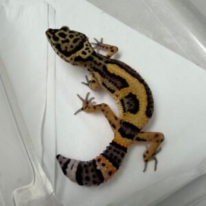 B260182 Gecko Tangerine Bold Jungle het RAPTOR betina minus murah B260182 Gecko Tangerine Bold Jungle het RAPTOR betina minus murah