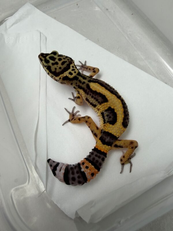 B260182 Gecko Tangerine Bold Jungle het RAPTOR betina minus murah