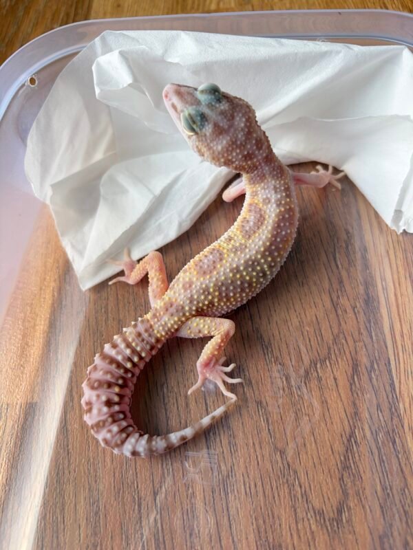 B260225 Gecko White & Yellow Mack Snow Tremper het RAPTOR betina
