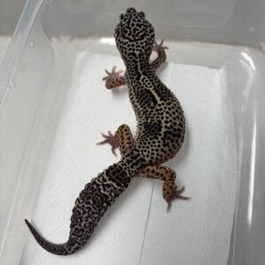 B260299 Gecko Mack Snow Black Night het RAPTOR betina RARE GENE B260299 Gecko Mack Snow Black Night het RAPTOR betina RARE GENE