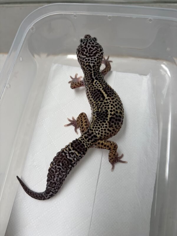 B260299 Gecko Mack Snow Black Night het RAPTOR betina RARE GENE