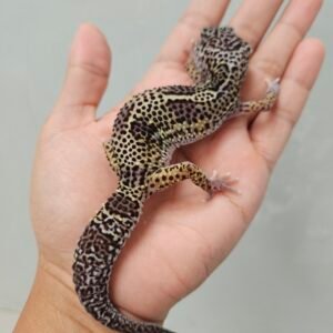 B260299 Gecko Mack Snow Black Night het RAPTOR ph DB