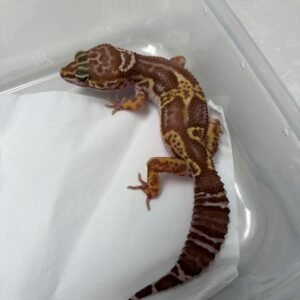 B260366 Gecko Snow Chocolate het RAPTOR betina B260366 Gecko Snow Chocolate het RAPTOR betina