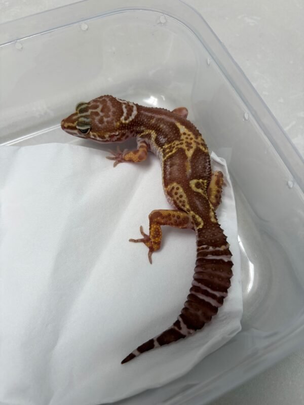 B260366 Gecko Snow Chocolate het RAPTOR betina