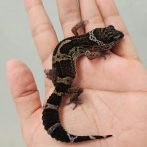 B260487 Gecko Black Night het Blizzard ph Diablo Blanco betina