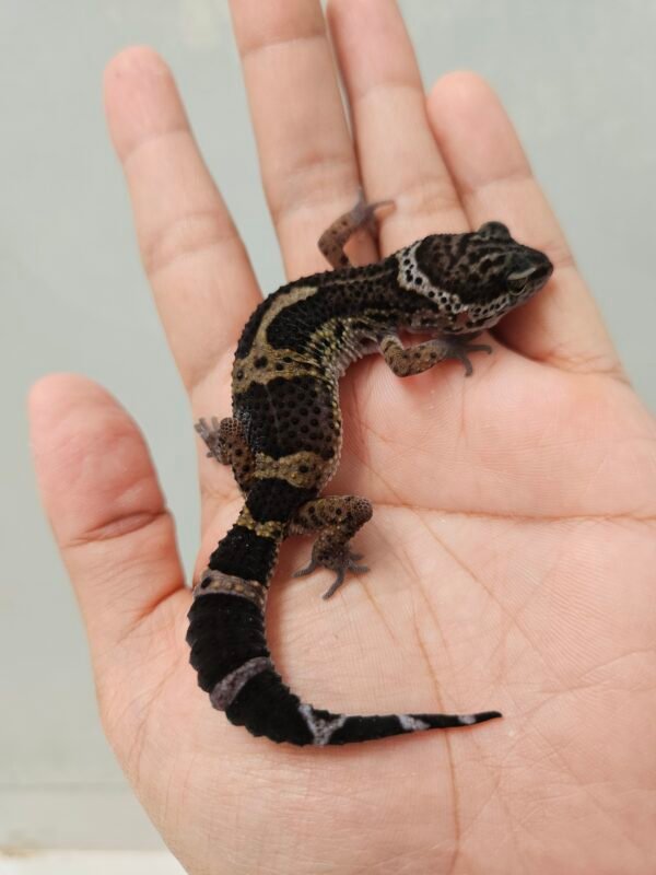 B260487 Gecko Black Night het Blizzard ph Diablo Blanco betina