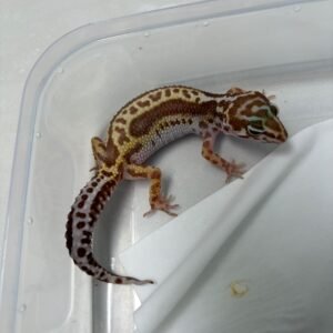B260531 Gecko Phantom Bold Stripe betina jarang ada B260531 Gecko Phantom Bold Stripe betina jarang ada