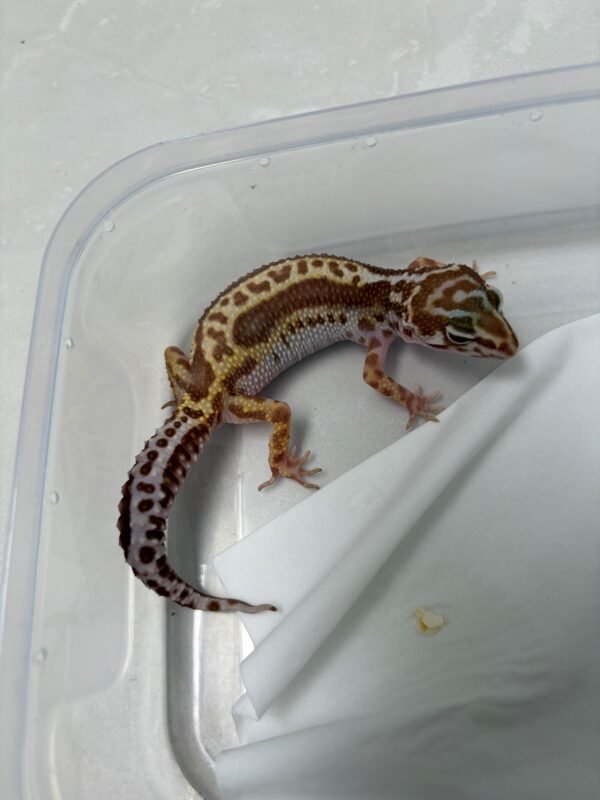 B260531 Gecko Phantom Bold Stripe betina jarang ada
