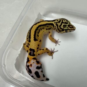B260552 Gecko Bold Stripe betina minusan murah B260552 Gecko Bold Stripe betina minusan murah