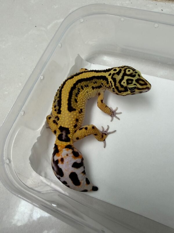 B260552 Gecko Bold Stripe betina minusan murah