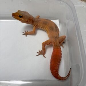 B260580 Gecko Dark SHTCTB ph Tremper betina B260580 Gecko Dark SHTCTB ph Tremper betina