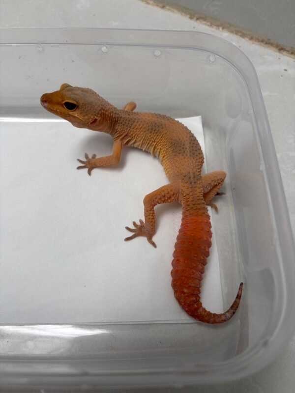 B260580 Gecko Dark SHTCTB ph Tremper betina