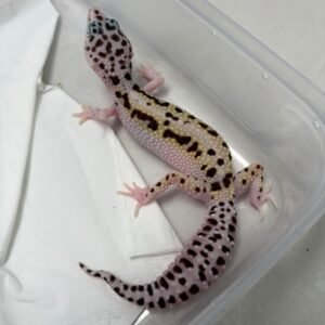 B260582 Gecko White & Yellow Mack Snow Bold Stripe het Tremper betina rare B260582 Gecko White & Yellow Mack Snow Bold Stripe het Tremper betina rare