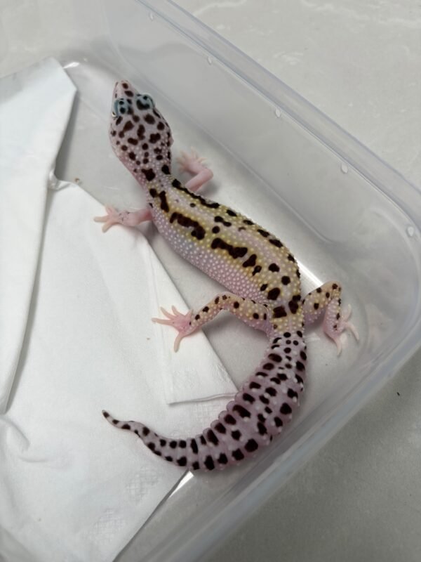 B260582 Gecko White & Yellow Mack Snow Bold Stripe het Tremper betina rare