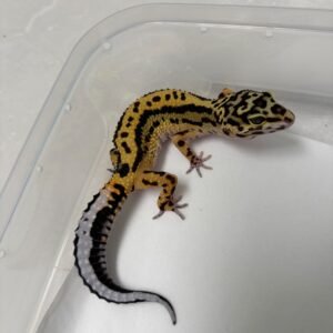 B260585 Gecko Tangerine Bold Stripe Bandit Line betina nice pattern B260585 Gecko Tangerine Bold Stripe Bandit Line betina nice pattern