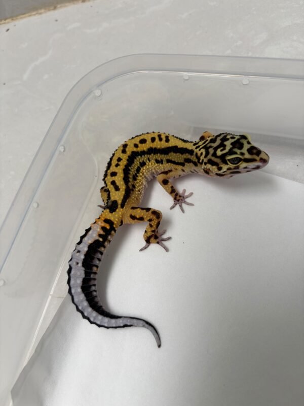 B260585 Gecko Tangerine Bold Stripe Bandit Line betina nice pattern