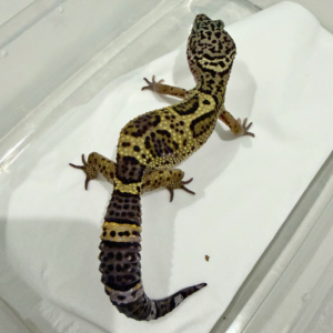 B260608 Black Night Cross ph Tremper Betina B260608 Black Night Cross ph Tremper Betina