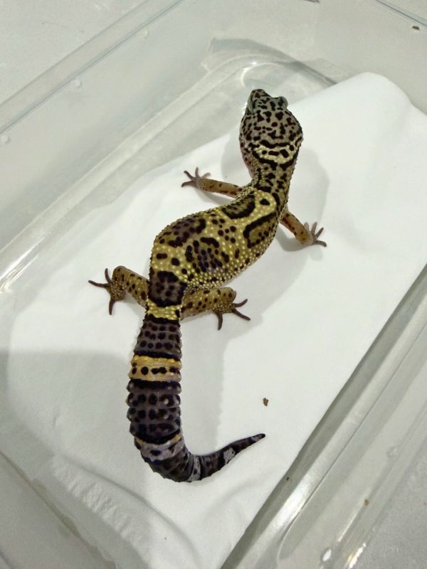 B260608 Black Night Cross ph Tremper Betina