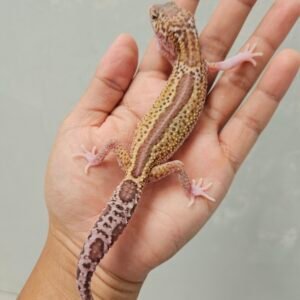 B260648 Gecko Black Night Ulet Bambu Albino betina