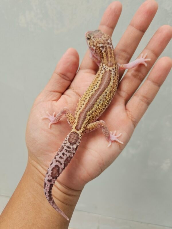 B260648 Gecko Black Night Ulet Bambu Albino betina