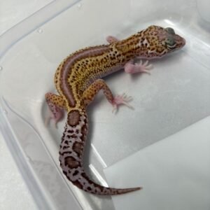 B260648 Gecko Black Night Ulet Bambu Albino betina ovulasi siap kawin B260648 Gecko Black Night Ulet Bambu Albino betina ovulasi siap kawin