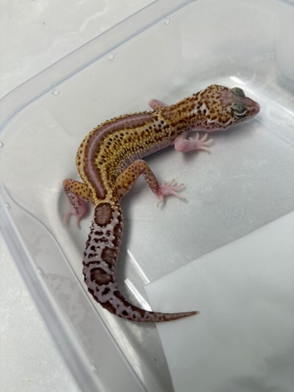 B260648 Gecko Black Night Ulet Bambu Albino betina ovulasi siap kawin