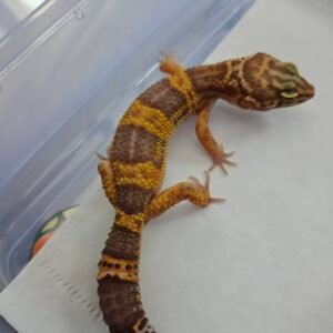 B260650 Leopard Gecko Tangerine Chocolate betina