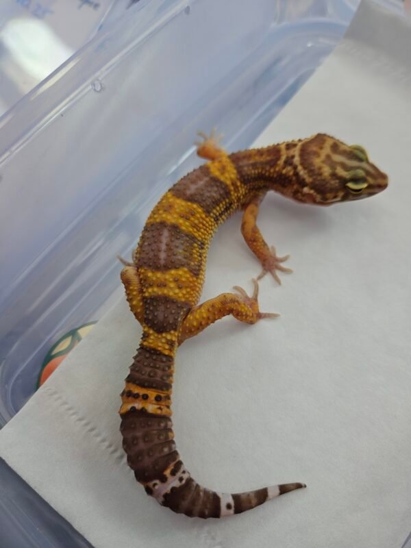 B260650 Leopard Gecko Tangerine Chocolate betina