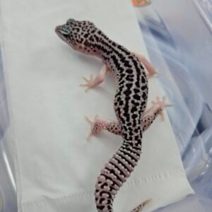 B260651 Gecko Super Snow Black Night het Eclipse ph Tremper line panda jantan
