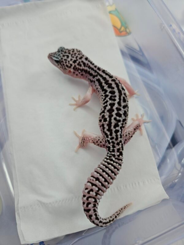 B260651 Gecko Super Snow Black Night het Eclipse ph Tremper line panda jantan
