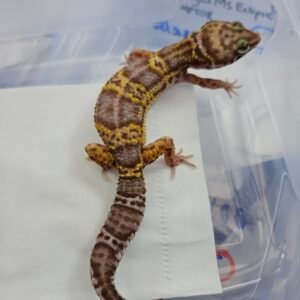 B260652 Gecko Snow Chocolate betina