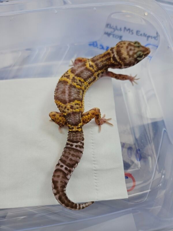 B260652 Gecko Snow Chocolate betina