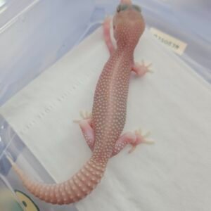 B260655 Gecko poss Snow Diablo Blanco betina