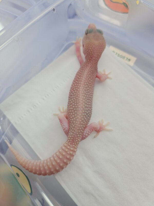 B260655 Gecko poss Snow Diablo Blanco betina
