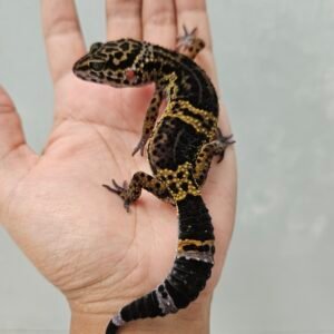 B260672 Gecko Tangerine Black Night het RAPTOR betina