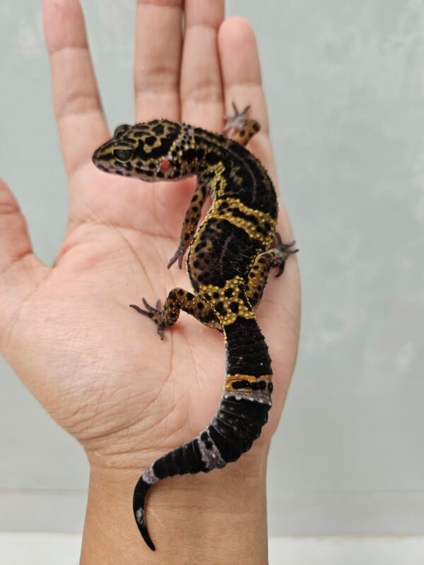 B260672 Gecko Tangerine Black Night het RAPTOR betina