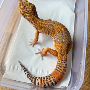 B260705 Leopard Gecko Giant Sunspot jantan