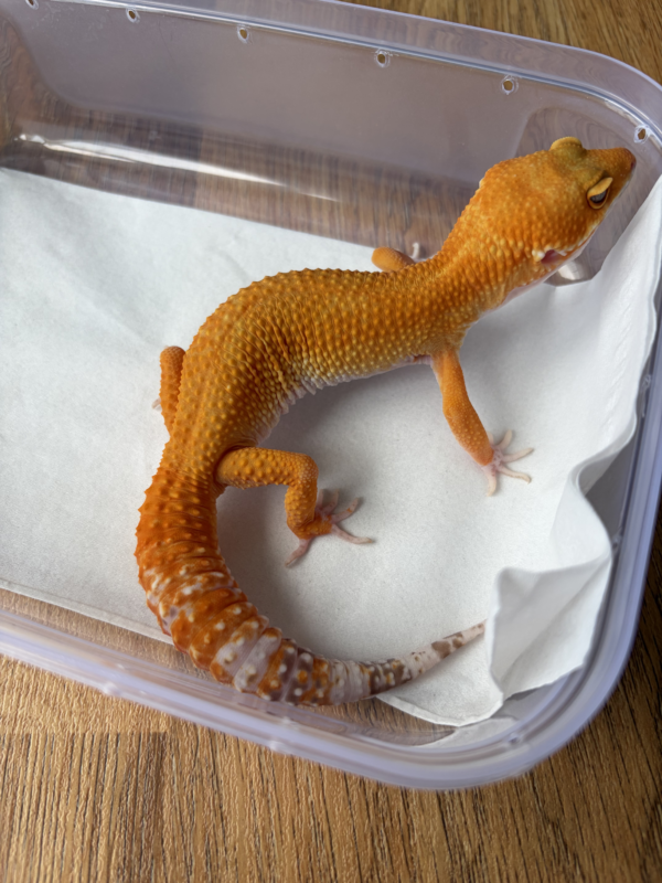 B260707 Gecko Sunglow Giant jantan B260707 Gecko Sunglow Giant jantan