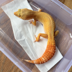 B260710 Gecko Sunglow poss Giant betina