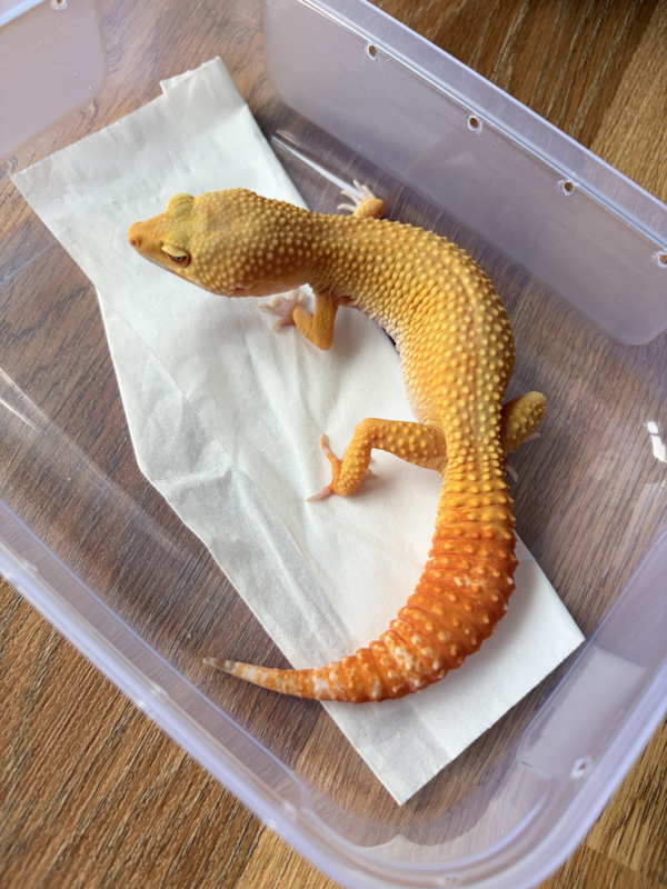 B260710 Gecko Sunglow poss Giant betina